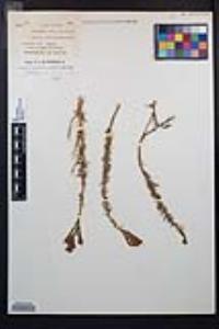 Epilobium canum subsp. canum image