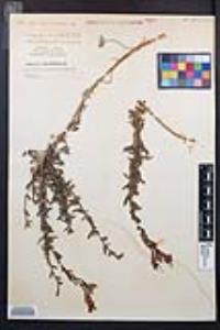 Epilobium canum subsp. canum image