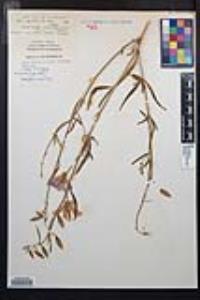 Clarkia bottae image