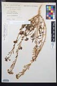 Chylismia claviformis var. aurantiaca image