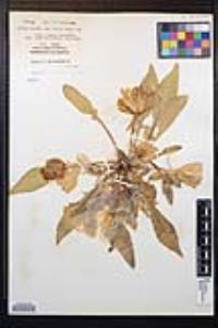Oenothera deltoides image
