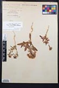 Eremothera boothii var. condensata image