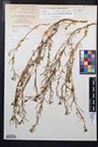 Camissonia strigulosa image