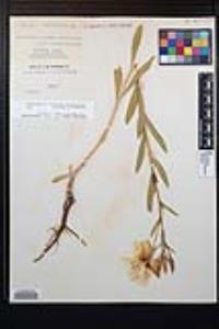 Oenothera elata image