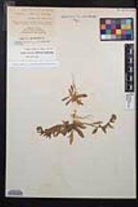Camissoniopsis hirtella image