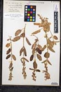 Stachys ajugoides image