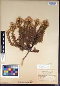 Ericameria fasciculata image