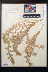 Lathyrus littoralis image