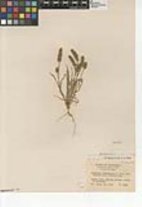 Plantago erecta image