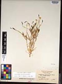 Platystemon californicus image