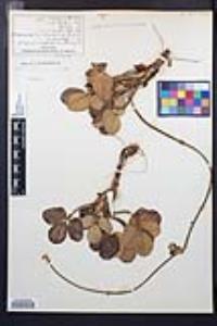 Fragaria chiloensis image