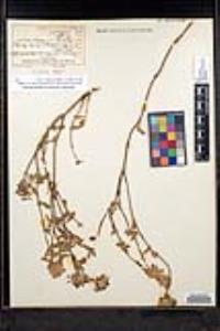 Monardella undulata image