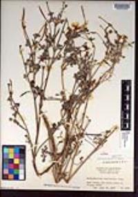 Eschscholzia californica image