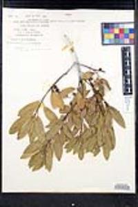 Frangula californica image