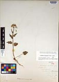 Cardamine douglassii image