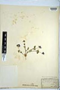Nemophila menziesii image