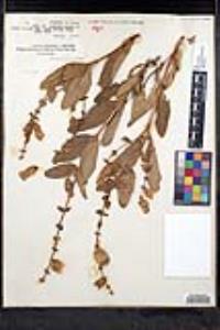 Lepechinia calycina image
