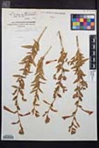 Epilobium canum subsp. latifolium image