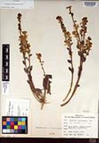 Dithyrea californica image