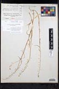 Thysanocarpus laciniatus image