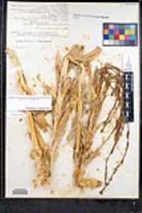Turritis glabra image