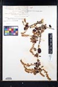Ceanothus leucodermis image