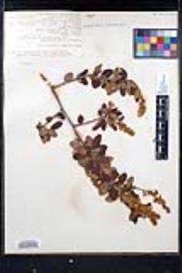 Ceanothus leucodermis image