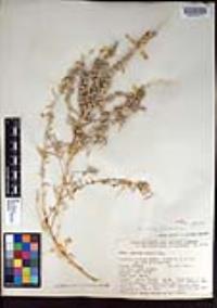 Atriplex canescens var. linearis image