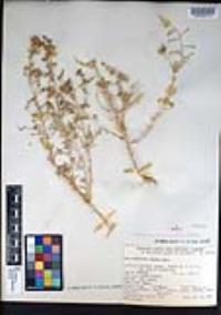 Atriplex linearis image