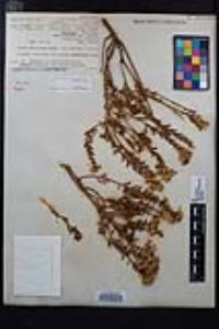 Ericameria cuneata var. cuneata image