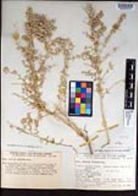 Atriplex linearis image