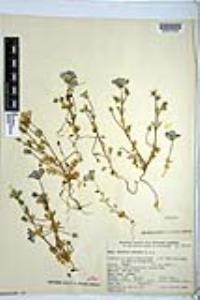 Nemophila menziesii image