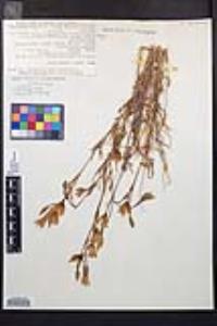 Clarkia cylindrica image