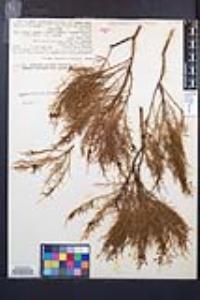 Adenostoma sparsifolium image