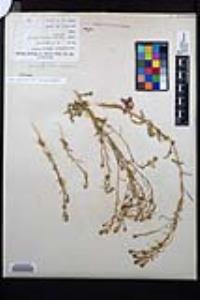 Lepidium virginicum subsp. menziesii image