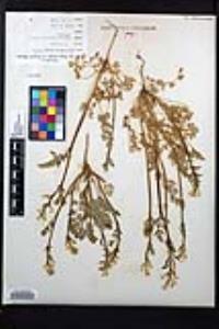 Corydalis aurea image