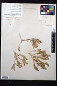 Lepidium oblongum image