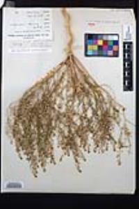 Lepidium virginicum subsp. menziesii image