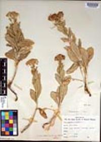 Lepidium draba image