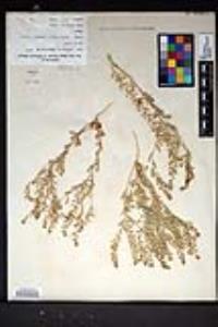 Lepidium lasiocarpum image