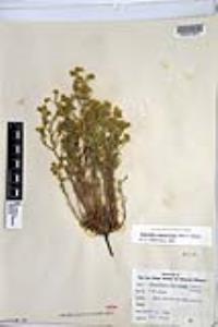 Johnstonella angustifolia image