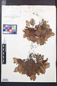 Chamaebatia foliolosa image