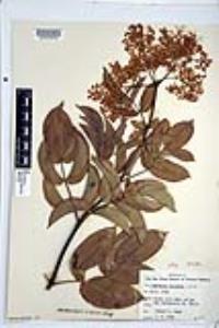 Sambucus cerulea image