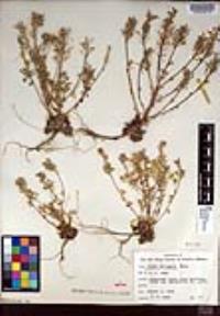 Draba corrugata image