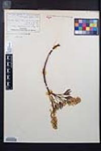 Acer macrophyllum image