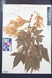 Acer negundo var. californicum image