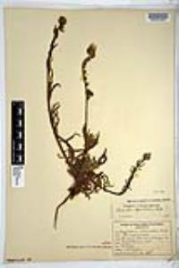 Amsinckia spectabilis image