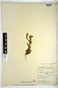 Amsinckia spectabilis image
