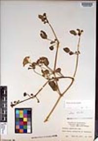 Abronia umbellata image