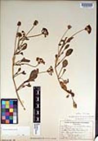 Abronia umbellata image